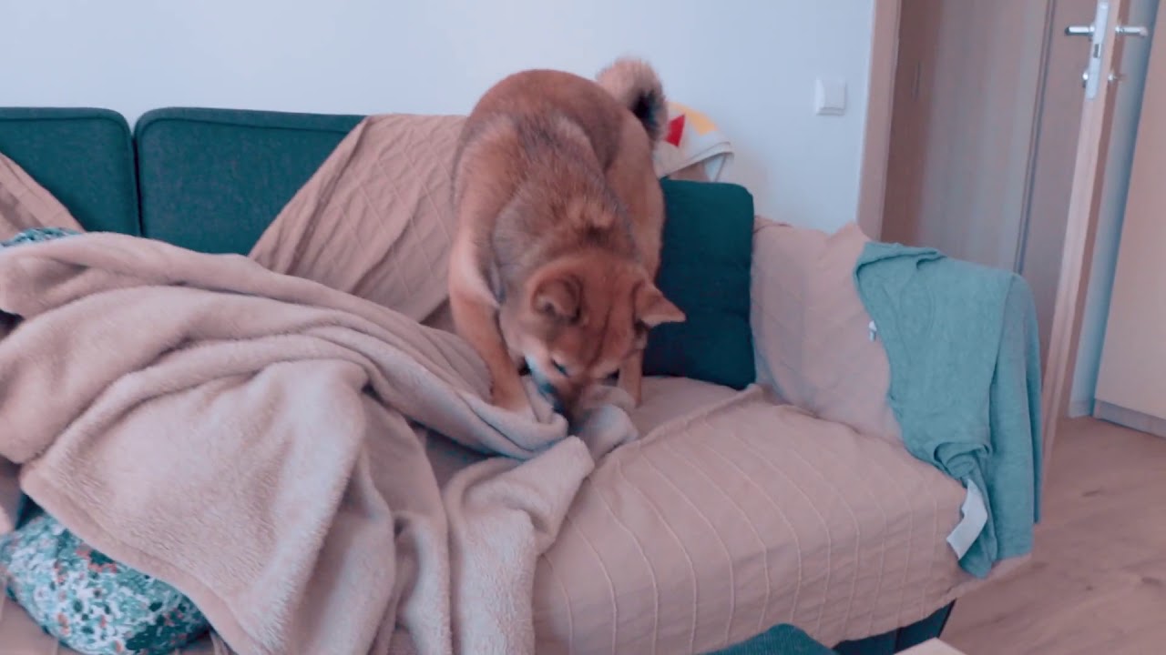 Perro tiene la misión de dejar a su dueño sin manta - YouTube