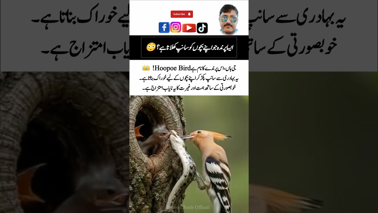 Hoopoe Bird🪶 – Amazing Nature & Wildlife Animal! 🌿