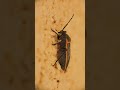 California Bordered Plant Bug