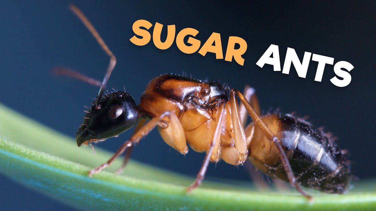 How to Get Rid of Sugar Ants Naturally