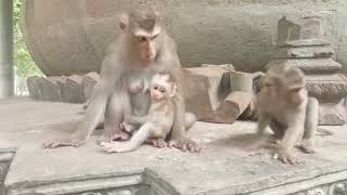 VID20250909162102 Monkey play 2