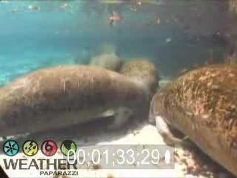 Manatees swimming and doing what manatees do in Crystal River Florida.