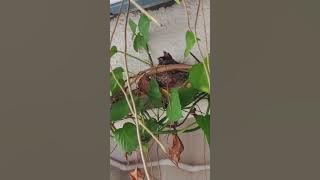 #bulbul #voiceeffects #birds #babybirds