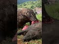 Komodo Dragon Eat The Insides Of Wild Boar part 1 😱😱😱#animals #subscribe #youtubeshorts
