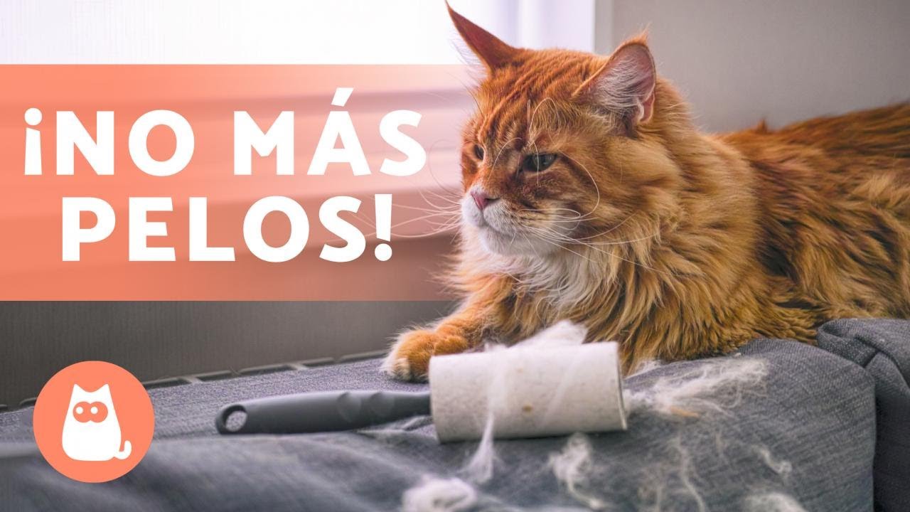 8 RAZAS de GATOS que sueltan POCO PELO 🐱 ¡Descúbrelas! - YouTube