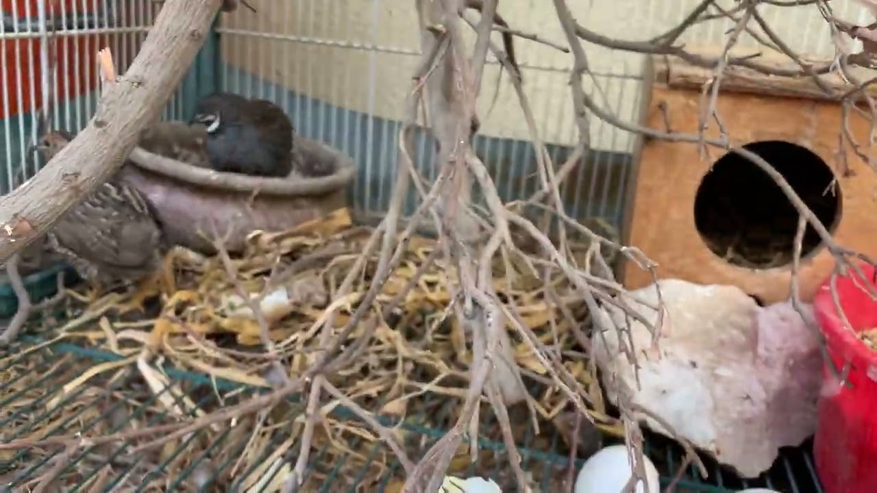 My simple set-up for my chinese painted quails to become broody.