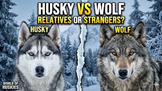 What would actually happen if a Siberian Husky met a wild wolf?