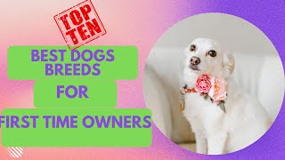 Top 10 Best Dog Breeds for First Time Owners who work