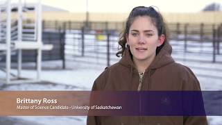 Triticale and its uses as a silage