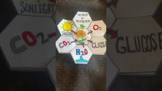Life science foldable