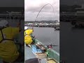 【石鯛竿】折れてもイイから思いっきり曲げてみる #Shorts