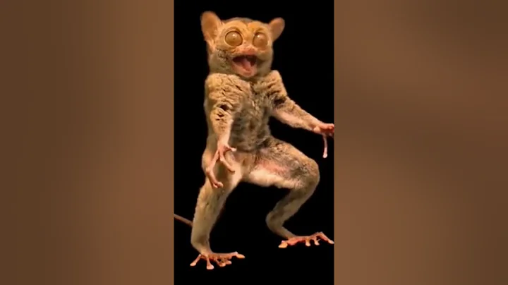 ❤️Tarsiers have the Largest eyes compared to body Size, Trending Places #TrendingOnShorts #shorts