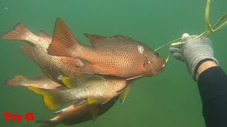 Dangkal Sekali-Panah Ikan Mangrove Jack Tanpa Perlu Menyelam