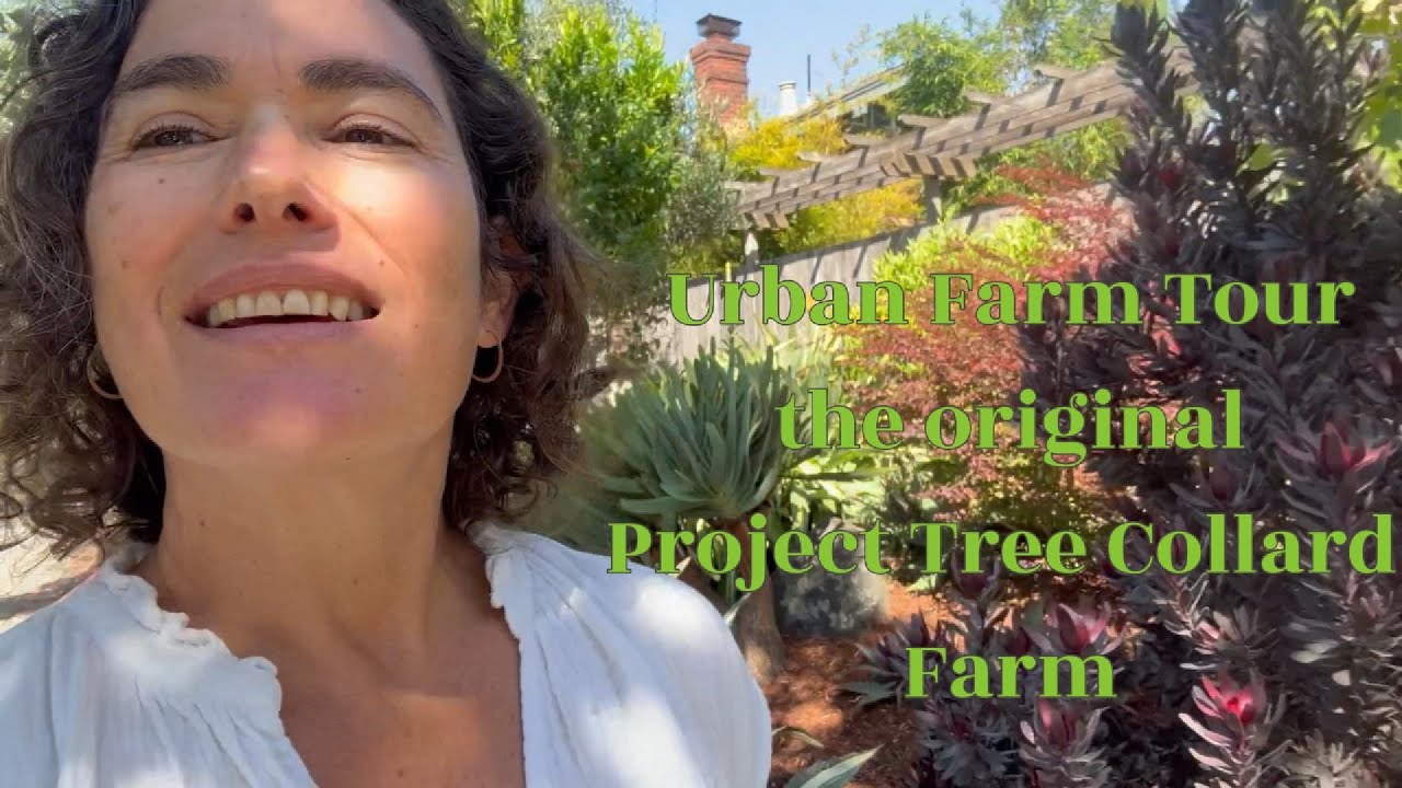 Project Collard Tree Urban Farm Tour (the original Project Tree Collard Farm) - YouTube