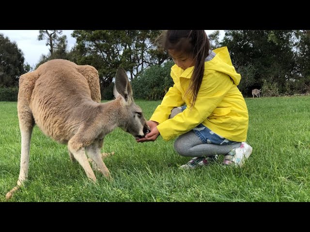 Kangaroo Feeding point - Where can you Pat Kangaroos and other Native Wildlife? | I AM KLOKLO class=