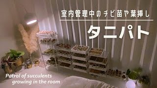 室内管理のチビ苗達をタニパト【多肉植物/エケベリア】