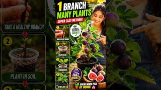Grow Unlimited Fig Plants from One Branch – Fast & Easy Method 🌱💯 #shorts