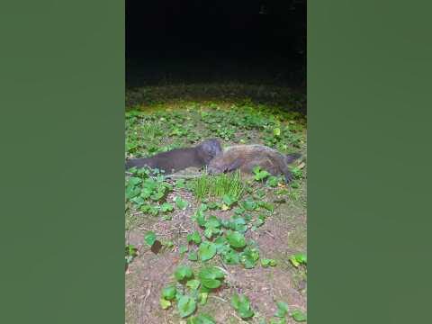 AWESOME mink ATTACKS and KILLS baby groundhog #animals #wildlife #
