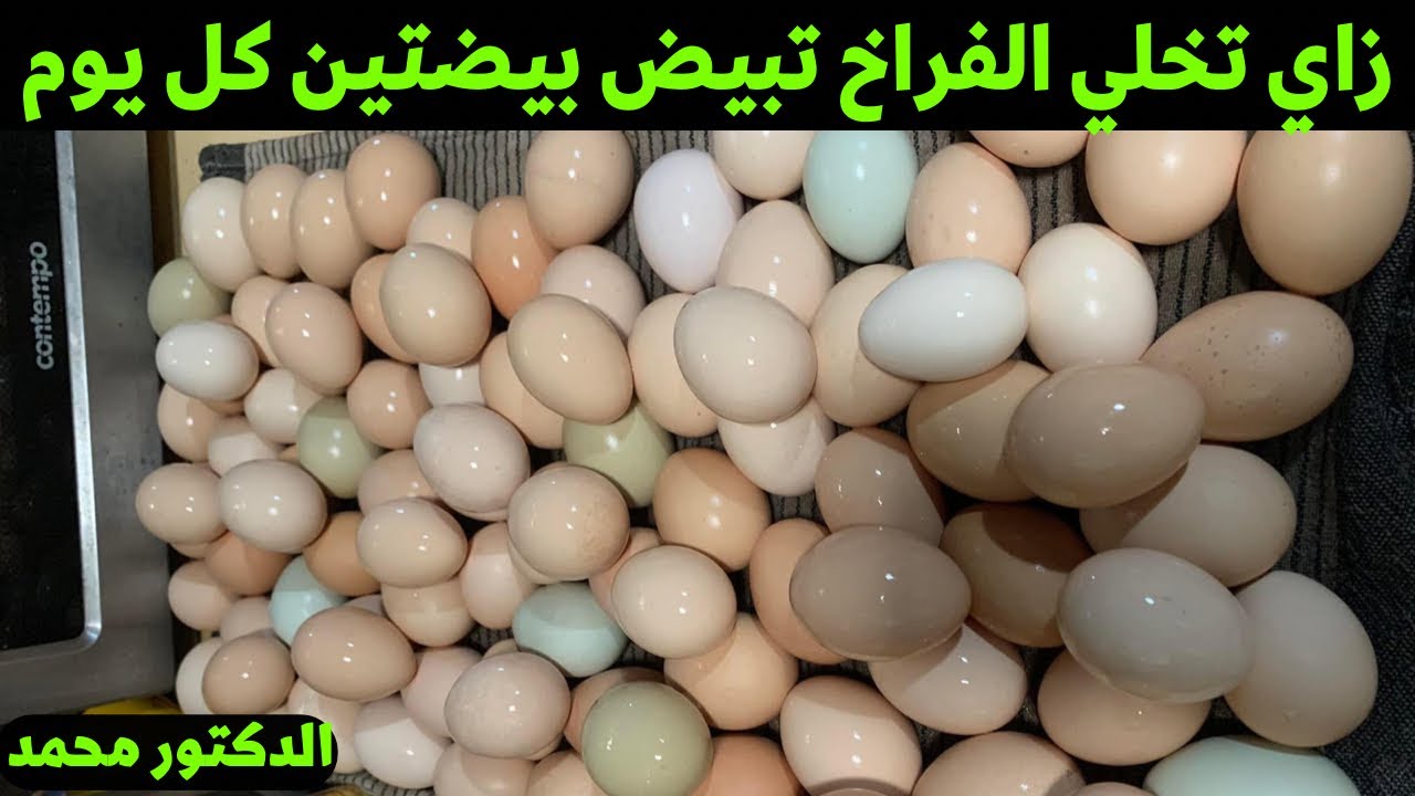 الفراخ هتبيض بيضتين كل يوم ⁉️ وزياده انتاج بيض الفراخ للضعف بطريقه علميه مع دكتور محمد