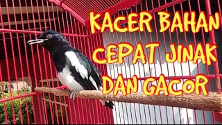 Treatment for young forest kacer birds to quickly sing || kacer birds made from ombyokan to quick...