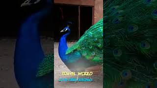 #peacock #birds #nature #shortvideo #fyp