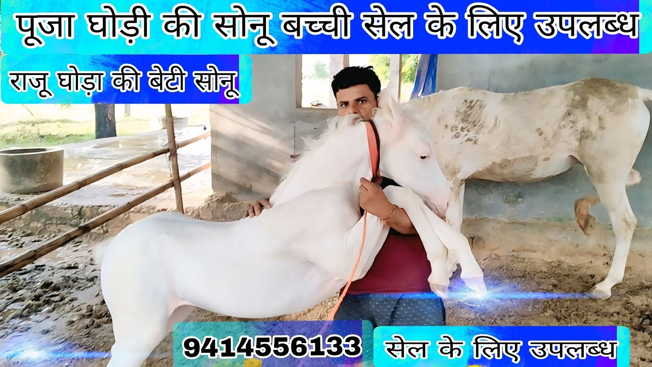 पूजा घोड़ी की सोनू बच्ची सेल के लिए उपलब्ध ऐसी प्यारी बच्ची और वफादार आपने नहीं देखी होगी