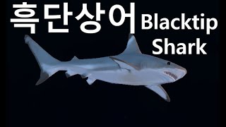 피드앤그로우 블랙팁 샤크, 흑단상어 일상, 포식자에겐 안됨 - Feed & Grow Fish : Black Tip Shark Daily Life, Not for Predators