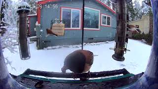 2026 03 13 Smart Birdhouse 01