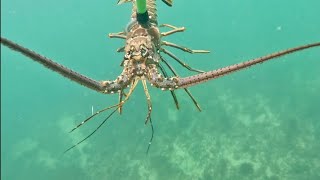 FIRE-ROASTED Lobster Catch n' Cook! Mini Lobster Season