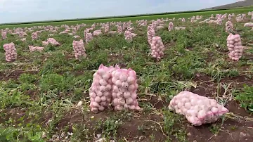 ¿Qué le hace el agua salada a las cebollas?