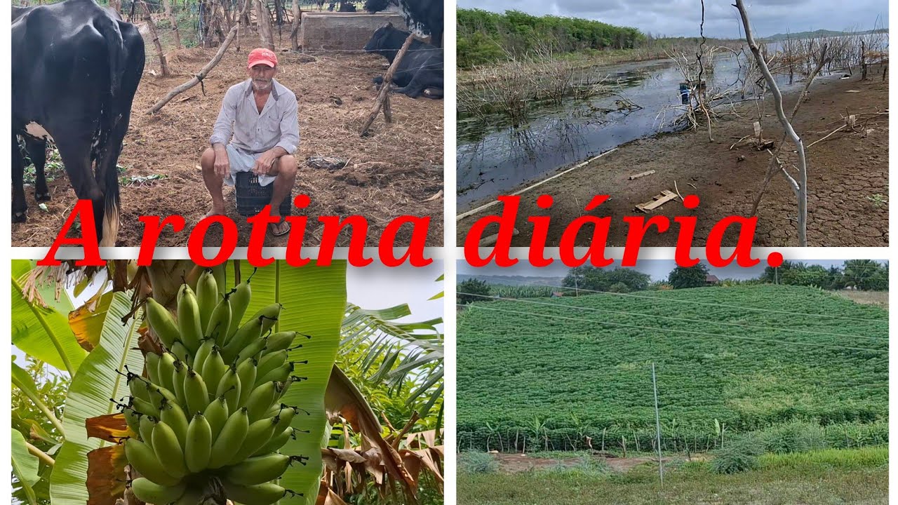 A rotina do meu dia conversando com meu vizinho alô. Para escrito do canal d