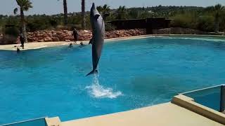 Зоопарк со всеми животными и дельфинарий  в Афинах