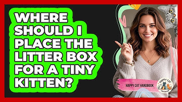Where Should I Place The Litter Box For A Tiny Kitten? - Happy Cat Handbook