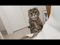 早朝、飼い主を起こしにやってくる猫たちがかわいすぎた…