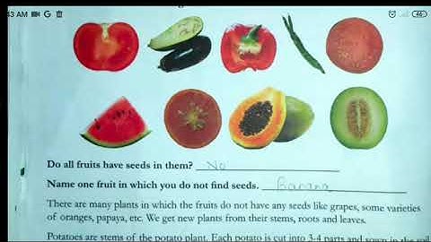 Class V | Chapter - Little Plants | Sub -EVS| Renu Kherajani