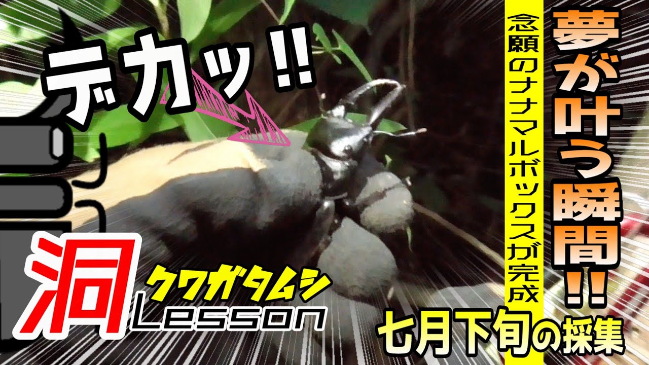 夢を叶える夏休み採集！ナナマルクラスのクワガタがズラリと並ぶ豪華ケースが⁉【昆虫採集】