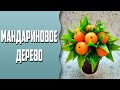 Мандариновое дерево