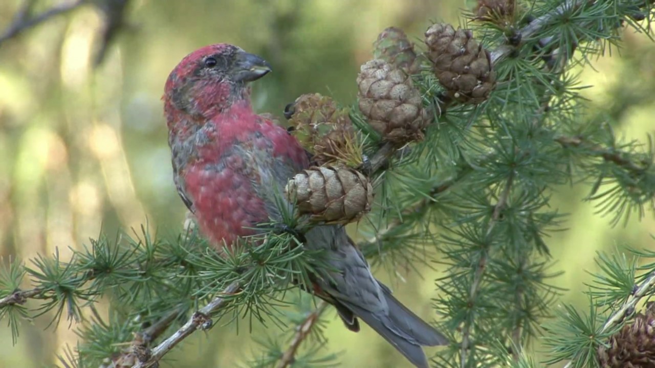 BÄNDELKORSNÄBB Two-barred Crossbill (Loxia leucopetra) Klipp - 2925