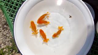 DSCF0118
