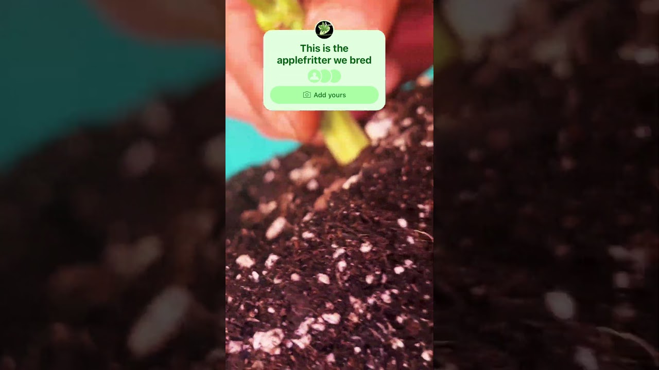 We did a breeding project of feminized seeds and this is the results🫡💯❤️