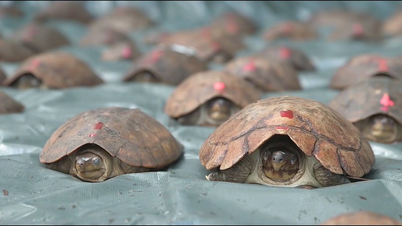 funny video memes Rescued Endangered Turtles: Kamp Kenan S3 Episode 31
