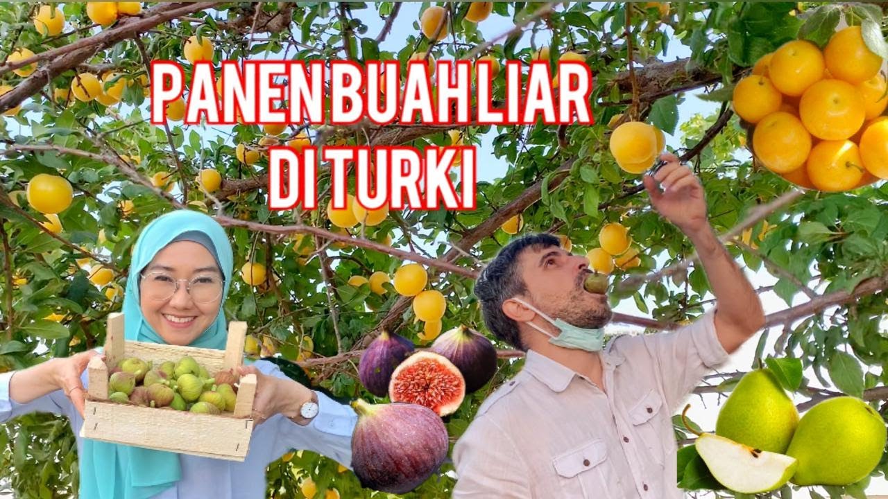 BERBURU BUAH LIAR SAMPAI KAKI KE TUSUK-TUSUK SEMAK BELUKAR