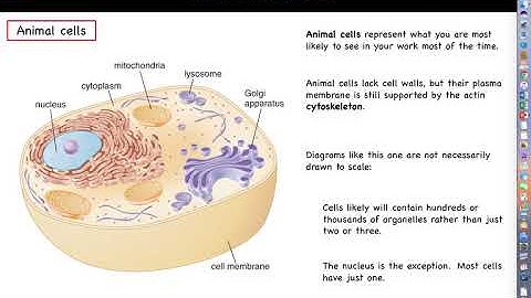 Intro to Biotechnology - Chapter 2 Lecture Part 2 - Cellular Organization and Processes