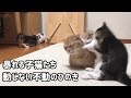 暴れる子猫たちに動じないひのきに癒される