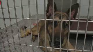 Clear the Shelters: See the animals in need of homes in Prince George's County | NBC4 Washington
