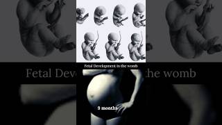 Fetal Development ? #shortvideo #share #foryou #status