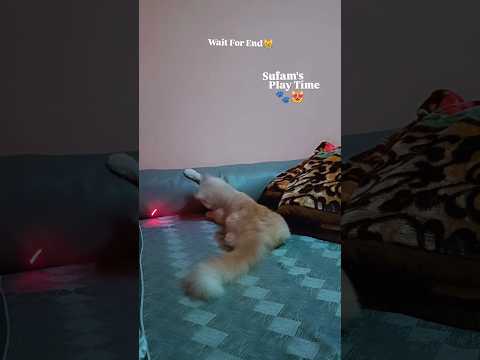 Sufam S Play Time Famin Sufam Faminarmy Faminfamily Cats Catllovers Cutecats Cat