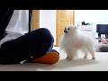 リハビリ中の飼い主を見てとんでもない行動に出たポメラニアン