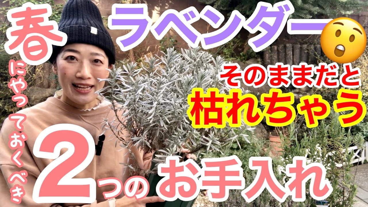 【ラベンダーの育て方】春の植え替え/ 植え替えの時に、強剪定する？しない？🤔/ 土が超重要‼️◯◯な土で育てましょ♪/ 系統を制すればラベンダーを制する🤗/ グロッソほか【ガーデニング】