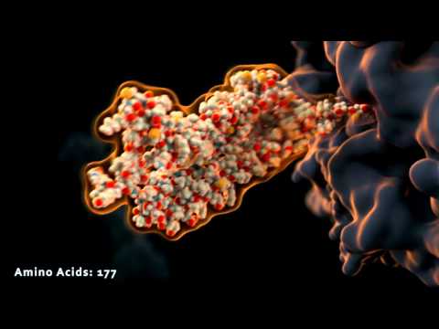 Scientific animation: protein production and folding